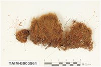 藏品(牛毛苔科)的圖片
